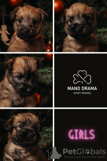 Photo №1. soft-coated wheaten terrier - for sale in the city of Kaunas | Is free | Announcement № 86860