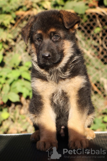 Photo №3. German Shepherd puppies. Russian Federation