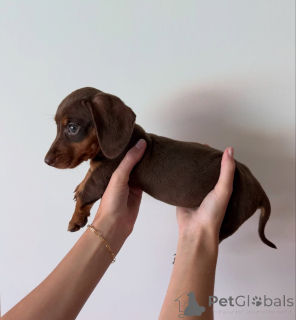 Photo №3. Prachtige teckelpuppy's zoeken een liefdevol nieuw thuis. Netherlands