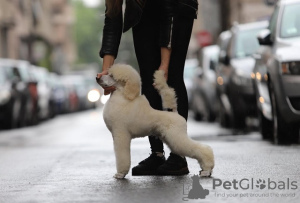 Photo №1. poodle (royal) - for sale in the city of Zrenjanin | negotiated | Announcement № 102077