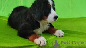 Photo №4. I will sell bernese mountain dog in the city of Belgrade. breeder - price - negotiated