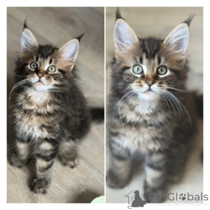 Photo №2 to announcement № 174691 for the sale of maine coon - buy in Belgium 