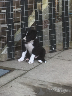 Photo №4. I will sell border collie in the city of Châtelet. private announcement, breeder - price - 826$