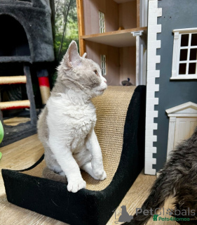 Photo №3. Selkirk Rex kitten now ready. Austria