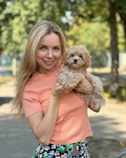 Photo №3. Maltipoo puppies raised in a family home. Germany