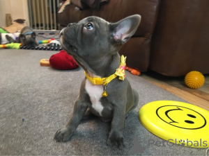 Photo №3. Male and female French bulldog I have 2 beautiful puppies, they are very well. Italy