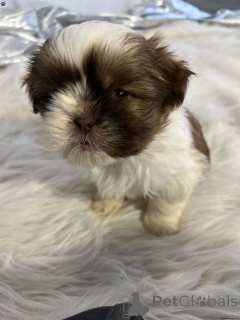 Photo №1. shih tzu - for sale in the city of Belfast | 574$ | Announcement № 137432