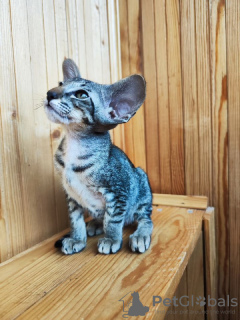 Photo №4. I will sell peterbald in the city of Cherepovets. breeder - price - negotiated