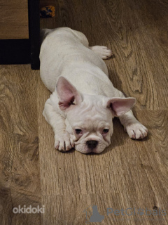 Photo №4. I will sell french bulldog in the city of Tallinn. private announcement - price - 1902$