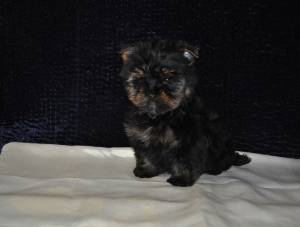 Photo №2 to announcement № 5029 for the sale of yorkshire terrier - buy in Russian Federation from nursery