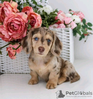 Photo №1. dachshund - for sale in the city of Helsinki | 370$ | Announcement № 116788