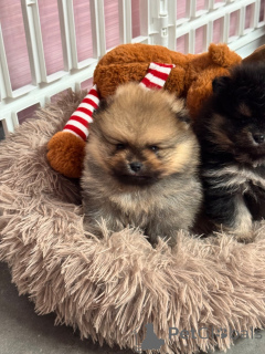 Photo №2 to announcement № 162730 for the sale of german spitz - buy in France breeder