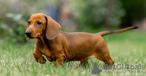 Additional photos: Standard dachshund puppies