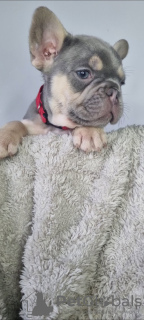 Photo №1. french bulldog - for sale in the city of Helsinki | 376$ | Announcement № 130491