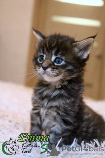 Photo №3. Maine Coon girl Emma. Russian Federation