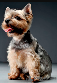 Photo №1. yorkshire terrier - for sale in the city of Olten | 1239$ | Announcement № 168928