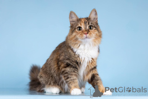 Photo №4. I will sell  in the city of Khimki. private announcement - price - Is free