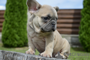 Additional photos: French bulldog puppies