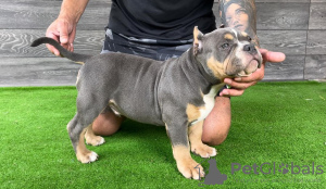 Photo №4. I will sell american bully in the city of Bijeljina. breeder - price - negotiated