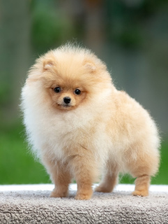 Photo №1. german spitz - for sale in the city of Permian | 909$ | Announcement № 3566