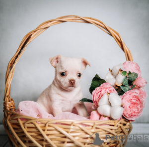 Photo №1. chihuahua - for sale in the city of Tolyatti | 802$ | Announcement № 10385