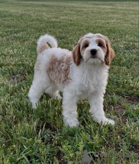 Photo №2 to announcement № 169004 for the sale of non-pedigree dogs - buy in Germany breeder