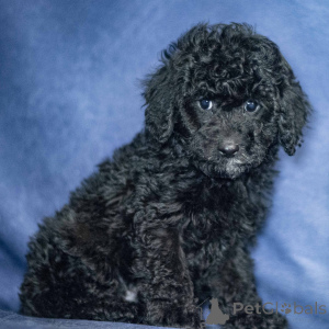 Photo №1. poodle (toy) - for sale in the city of City of London | 310$ | Announcement № 163912