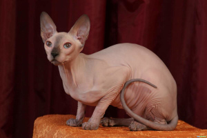 Photo №1. Mating service - breed: sphynx cat. Price - 357$