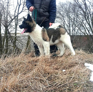 Photo №2 to announcement № 5458 for the sale of american akita - buy in Russian Federation from nursery