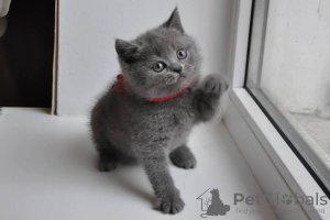 Photo №2 to announcement № 116110 for the sale of british shorthair - buy in Germany 