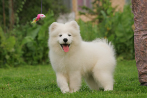 Photo №1. samoyed dog - for sale in the city of Novosibirsk | 1300$ | Announcement № 4085