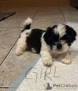 Photo №3. Purebred Shih Tzu puppy for sale. Germany