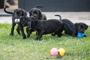 Photo №3. Cane Corso puppies. Serbia