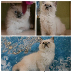 Photo №1. ragdoll - for sale in the city of Bratsk | 608$ | Announcement № 11993