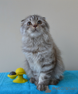 Photo №3. Scottish Fold Highland. Poland