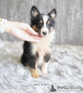 Photo №2 to announcement № 99455 for the sale of shetland sheepdog - buy in Germany 