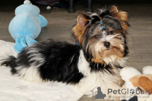 Photo №3. A pedigree puppy with great prospects, from titled parents. Turkey