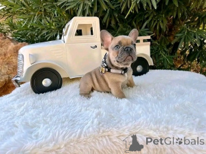 Photo №4. I will sell french bulldog in the city of Калифорния Сити. breeder - price - negotiated