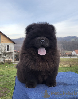 Photo №3. Chow Chow Male Puppies For Sale!. Serbia
