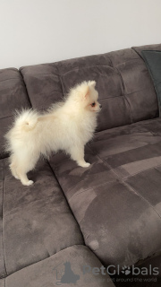 Photo №1. pomeranian - for sale in the city of Montabaur | negotiated | Announcement № 11922