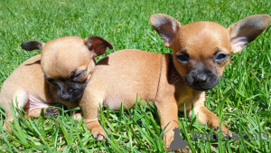 Photo №1. chihuahua - for sale in the city of Feldkircch | negotiated | Announcement № 170071