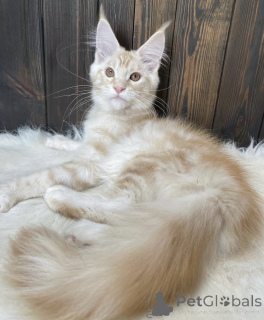 Photo №2 to announcement № 161674 for the sale of maine coon - buy in United States breeder