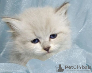 Photo №2 to announcement № 86787 for the sale of siberian cat - buy in Germany private announcement