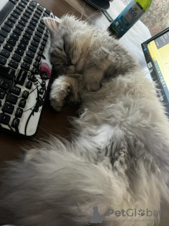 Photo №2. Hotel for animals in Switzerland. Price - 141$. Announcement № 131515