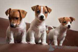 Photo №1. jack russell terrier - for sale in the city of Paris | 723$ | Announcement № 163315