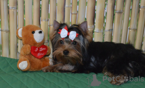 Photo №1. yorkshire terrier - for sale in the city of Voronezh | 540$ | Announcement № 10032