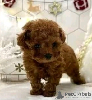 Photo №2 to announcement № 133962 for the sale of poodle (royal) - buy in United States 