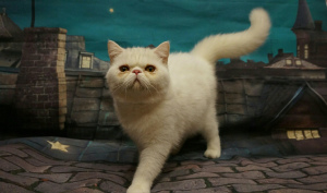 Photo №1. exotic shorthair - for sale in the city of Москва | 317$ | Announcement № 5200