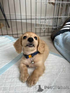 Photo №1. dachshund - for sale in the city of Berlin | negotiated | Announcement № 139150