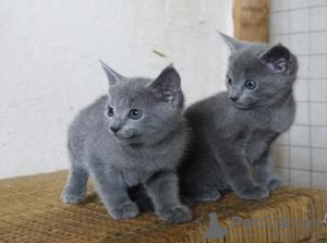 Photo №1. russian blue - for sale in the city of Prague | negotiated | Announcement № 89453